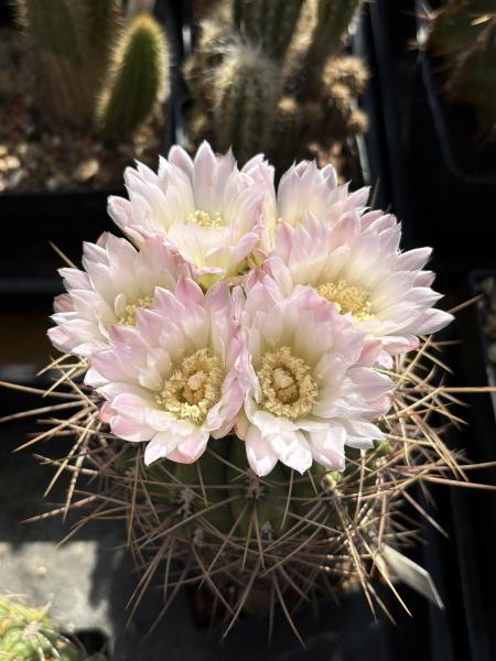 Gymnocalycium nigriareolatum